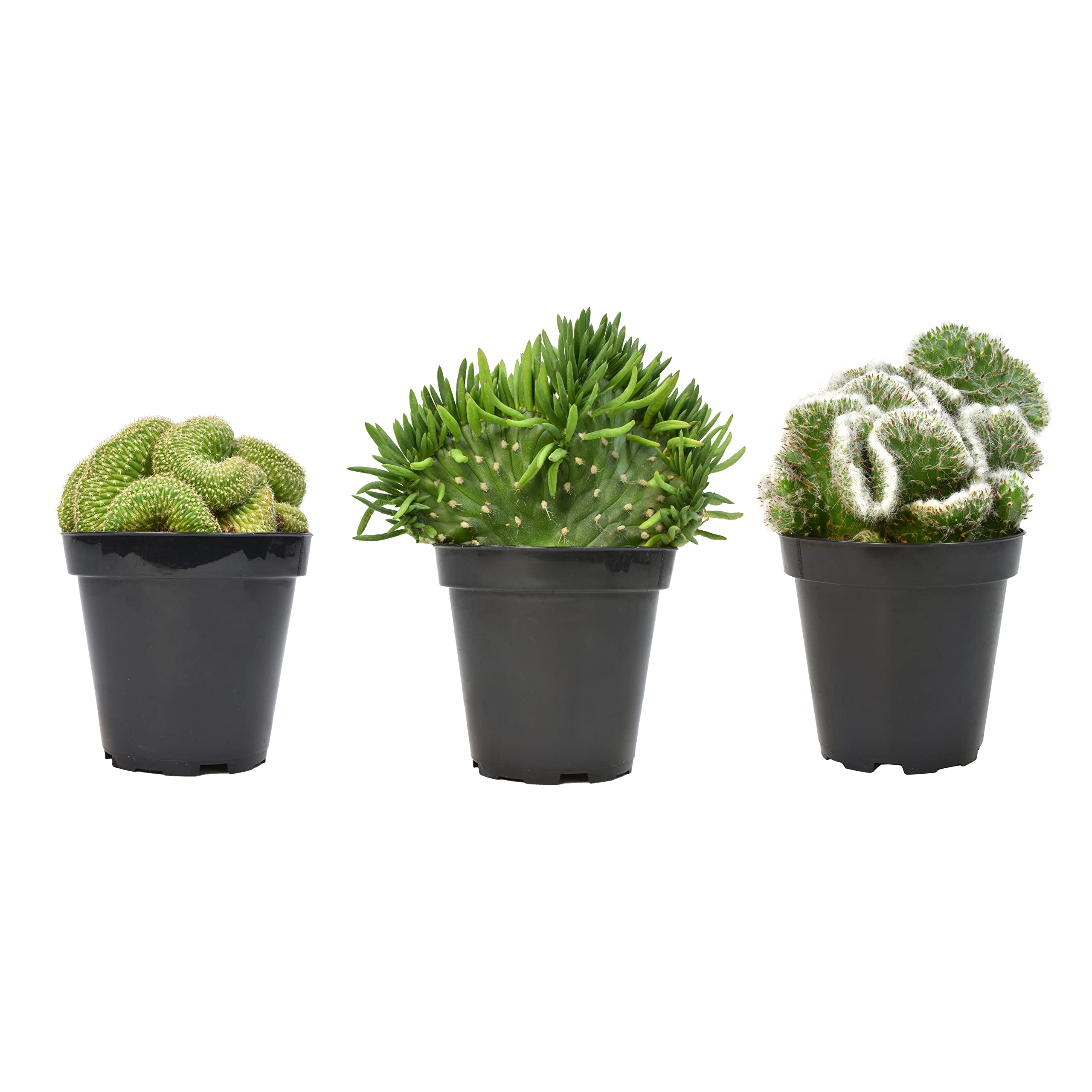 Altman Plants, Crested Live Cactus Plants Live Succulents (3PK), Cactus Plant Live Indoor Plants Live Houseplants, Live Plants Indoor Real Cacti Decor, Indoor House Plants Live Succulents Plants Live