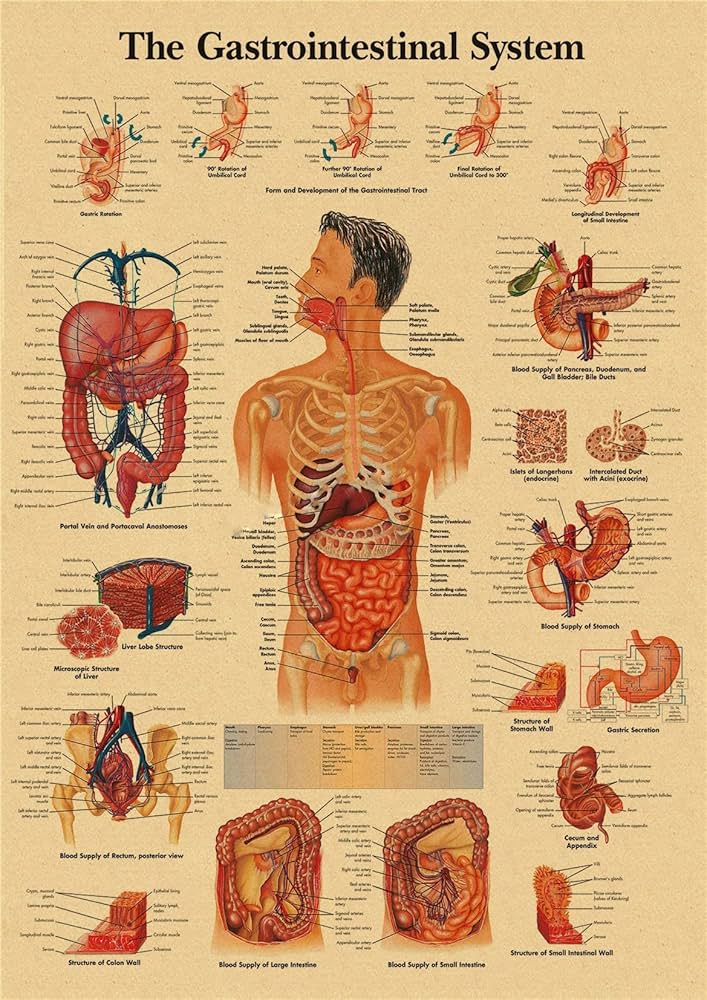 Amazon.co.jp: 身体構造レトロポスター解剖学と生理学クラフト紙 Amazon.co.jp: 身体構造レトロポスター解剖学と生理学クラフト紙