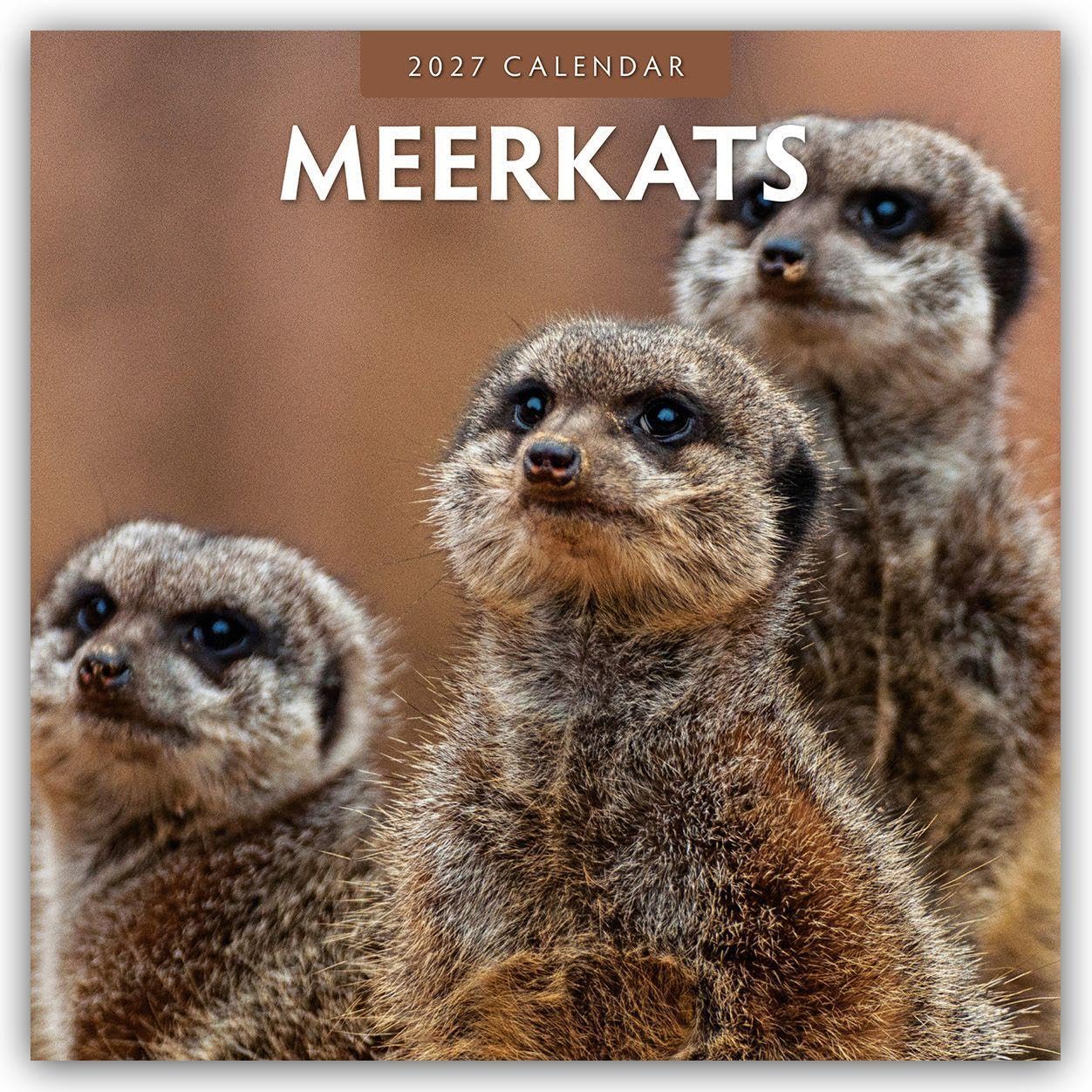 Meerkats 2027 Square Wall Calendar: Original Red Robin Publishing Ltd-Kalender [Mehrsprachig] [Kalender]
