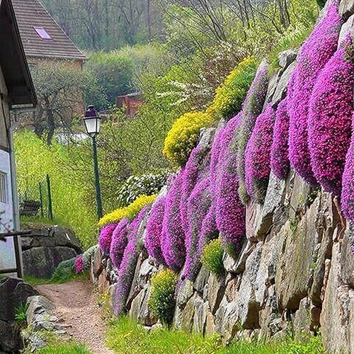 Dichmag Más de 5000 semillas de tomillo rastrero de alfombra roja para plantas perennes sin OMG y semillas de tomillo de flores de reliquia para