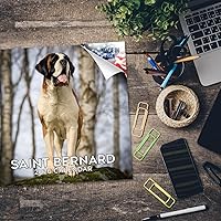 Vista 377 de Razas de Perros 2017