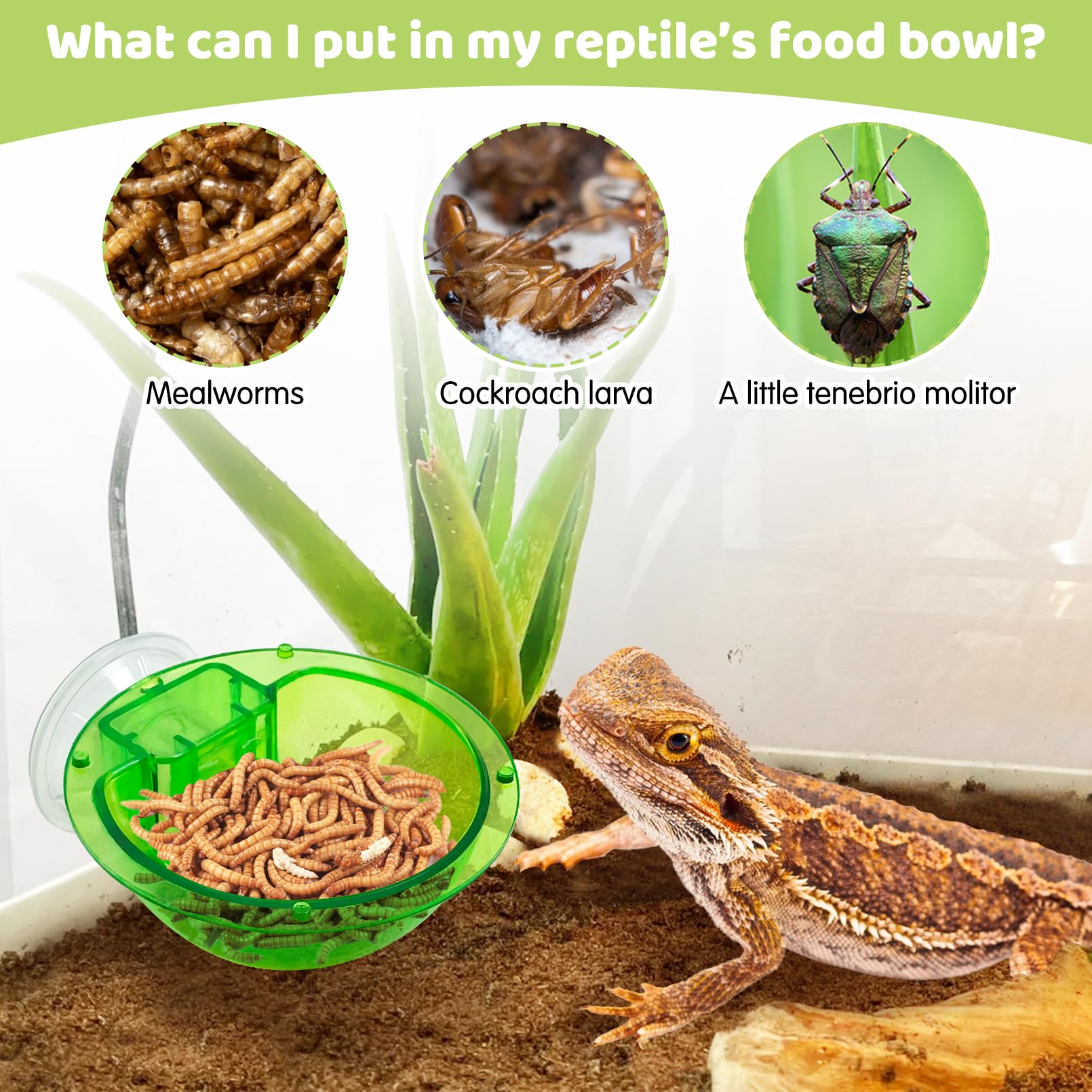 Snapklik.com : Chameleon Bowl, Reptile Feeding Feeder,Worm Live Fodder