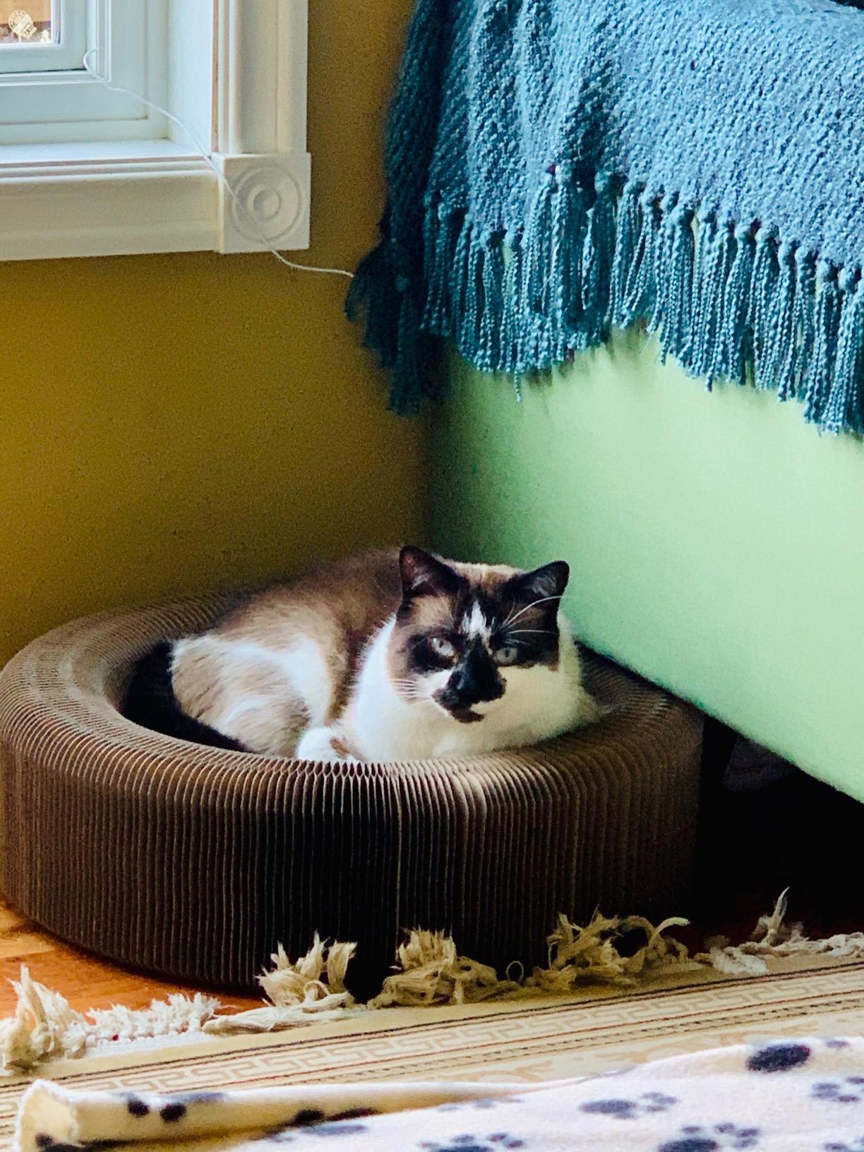 Pawaboo Cat Scratcher Lounge Bed, Multifunctional Collapsible High