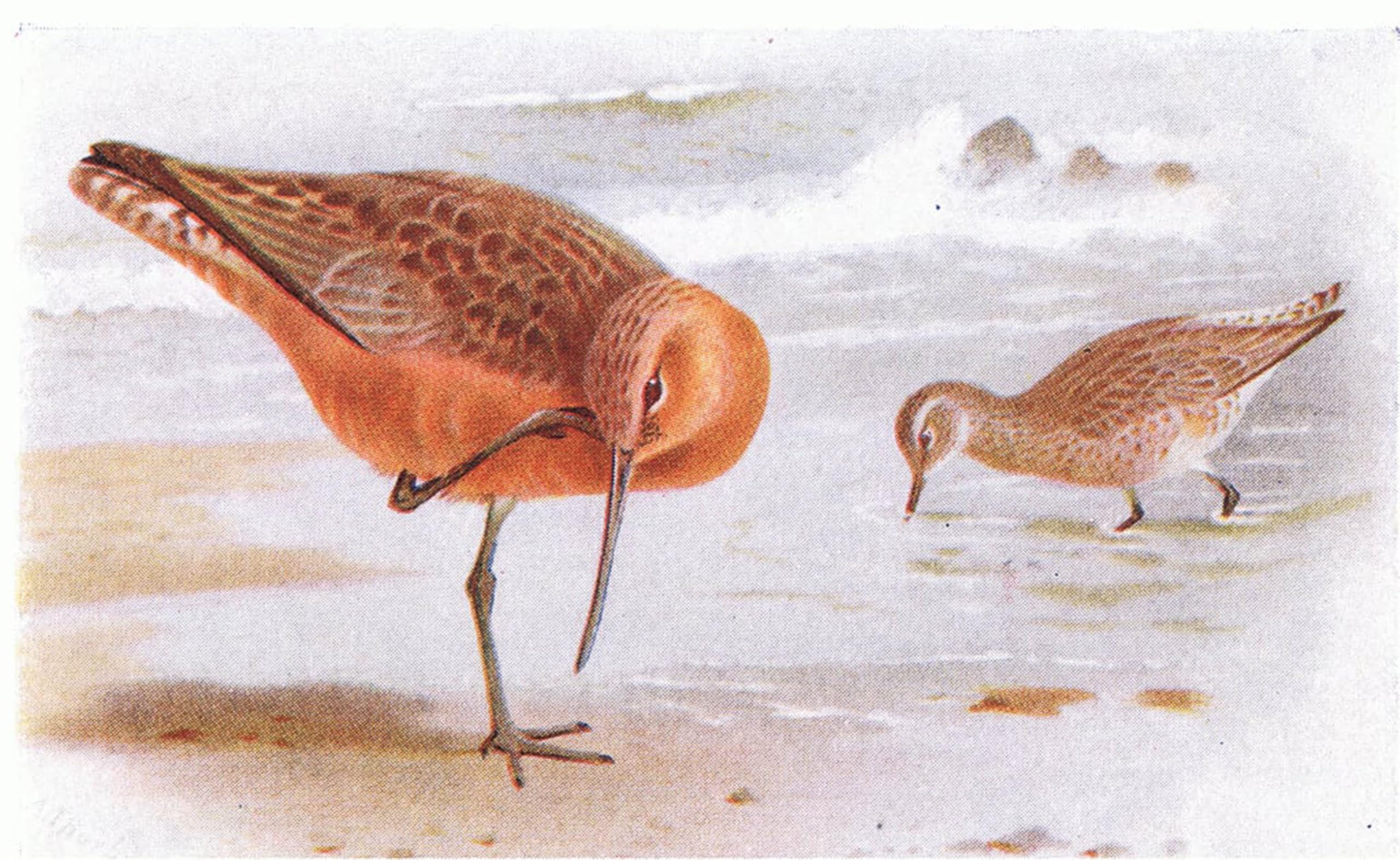 ARTXLXXBN Famous Painting Art Wall Decor Abstract Art Picture Bar Tailed Godwit From Birds of the British Isles by Archibald Thorburn Animal Pictures for Home Decor 60x90cm