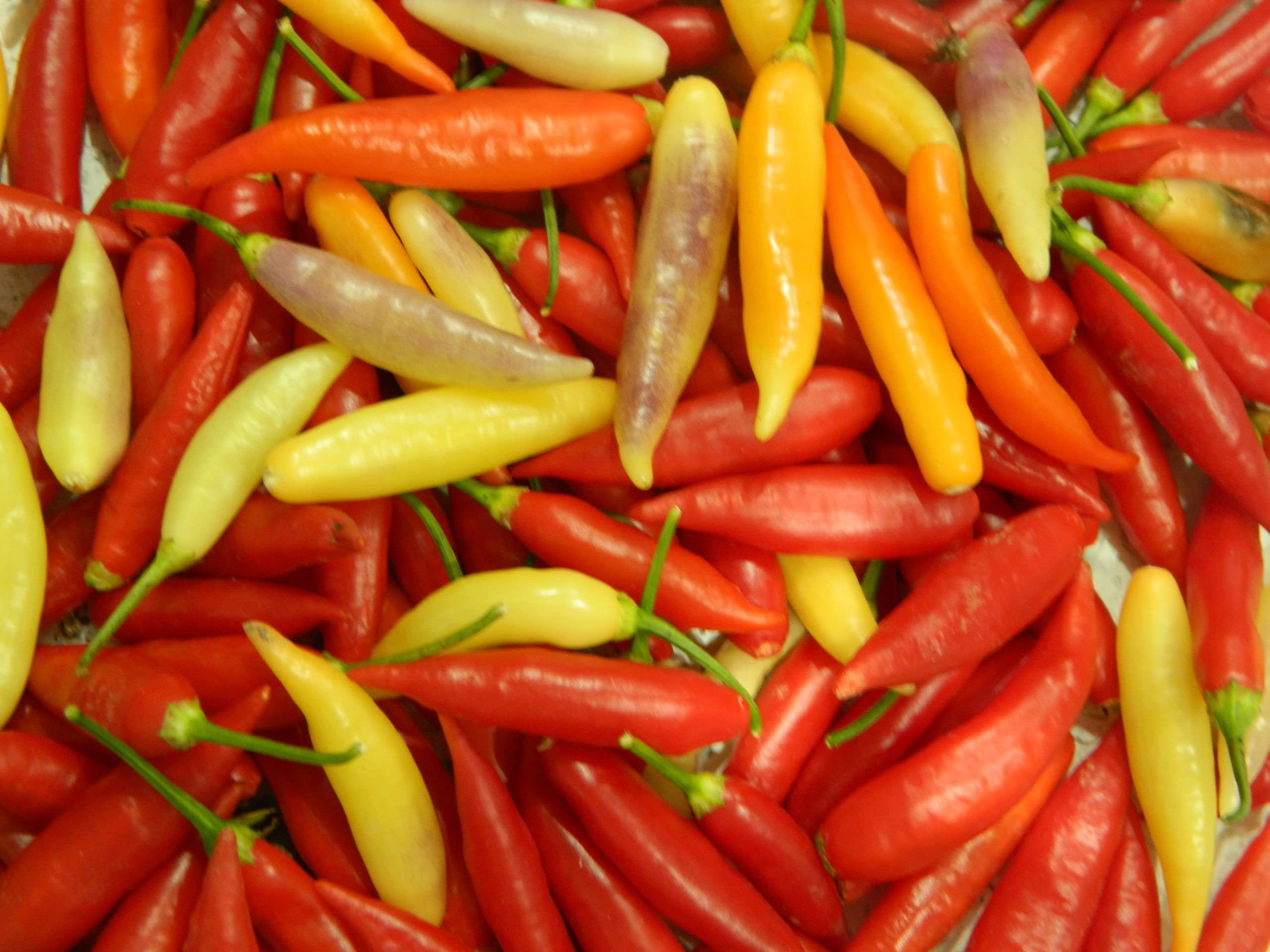 Aji Omni Colour Chilli Seeds - Aji OmniColour Pepper Seeds
