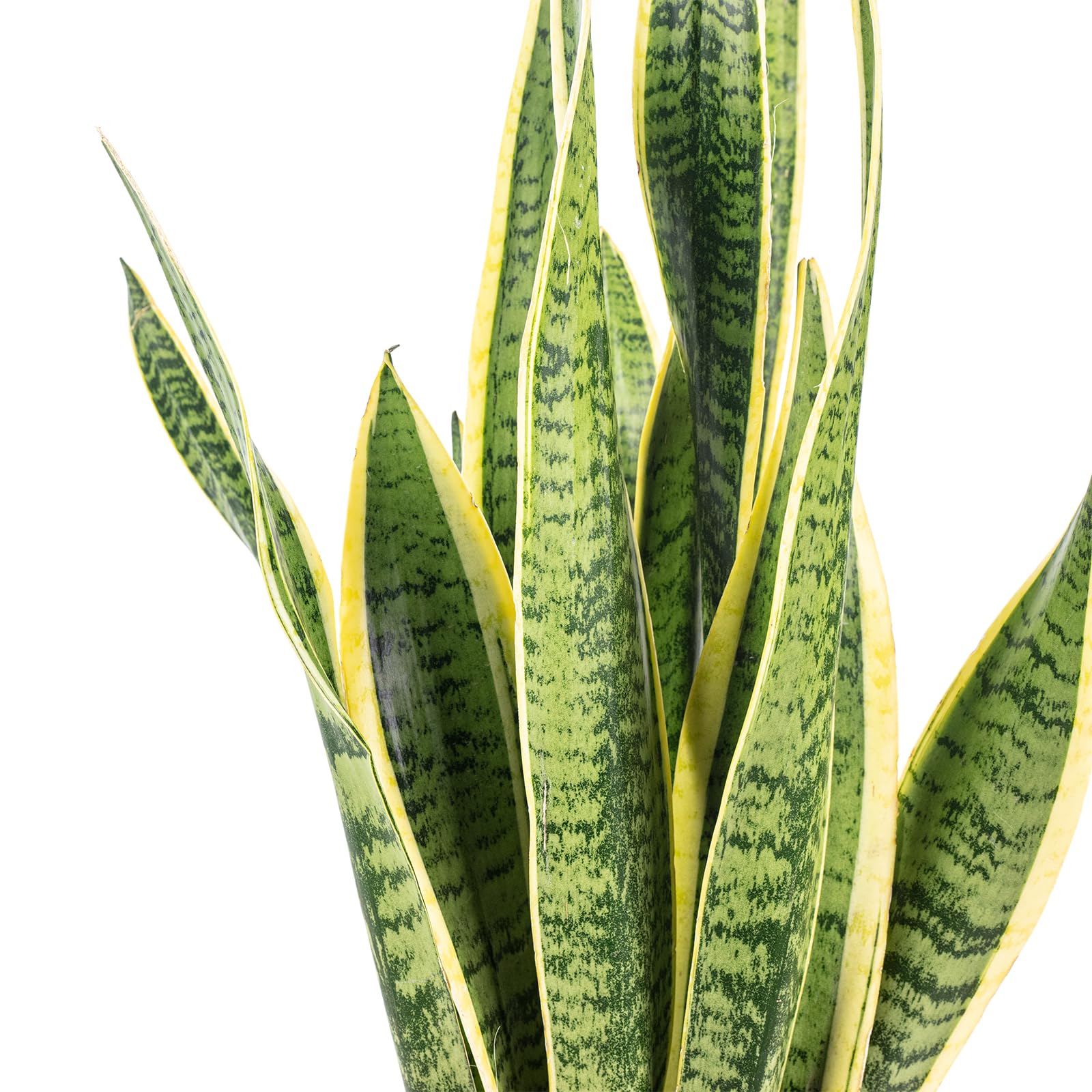 Sansevière - plante d'intérieur facile d'entretien, Sansevieria trifasciata Laurentii - hauteur env. 65 cm, pot-Ø 17 cm