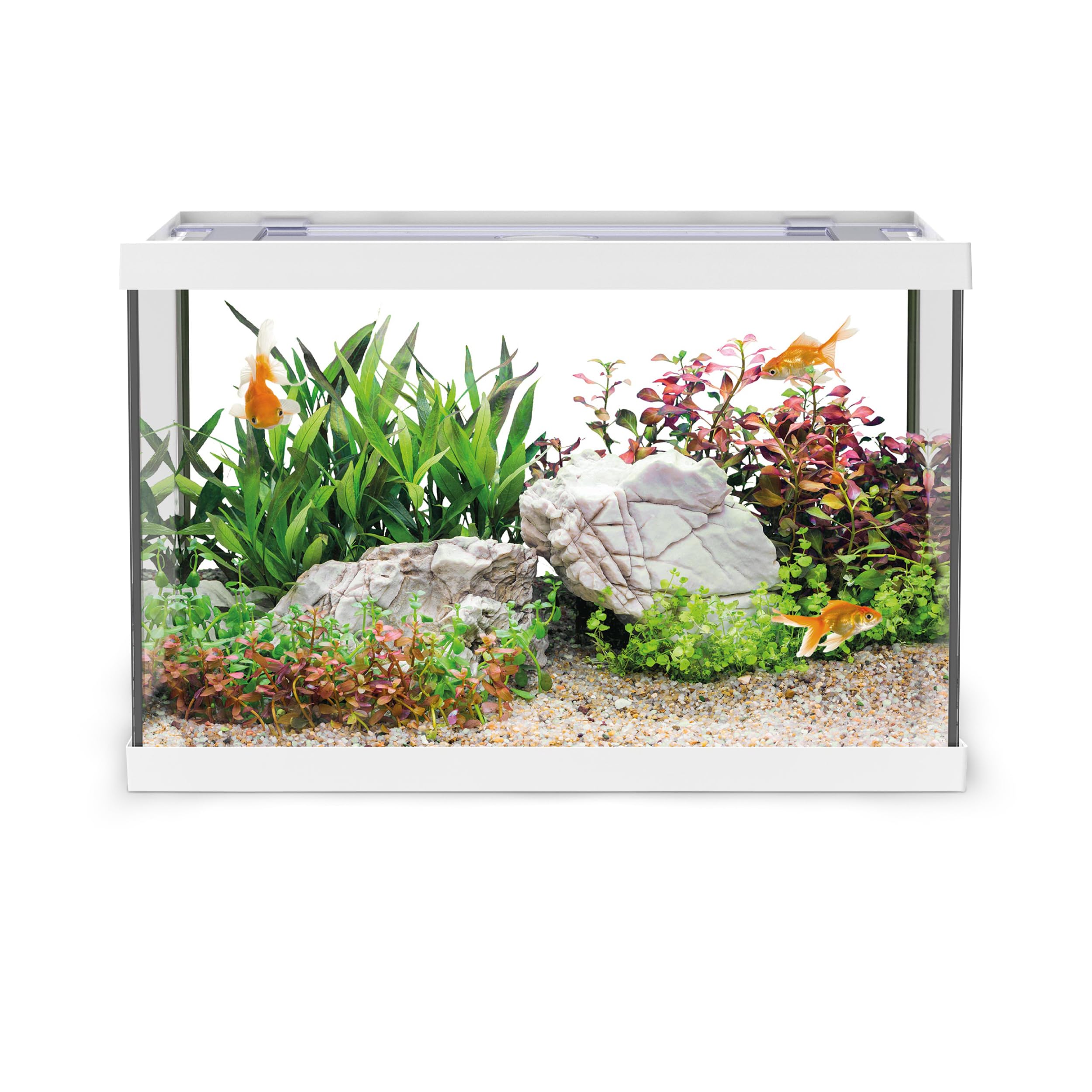 AQPET One Mini Acquario in vetro Bianco 20 litri – acquario completo con filtro interno, sabbia, pianta decorativa e sfondo – design elegante 36x22x26 cm, ideale per principianti