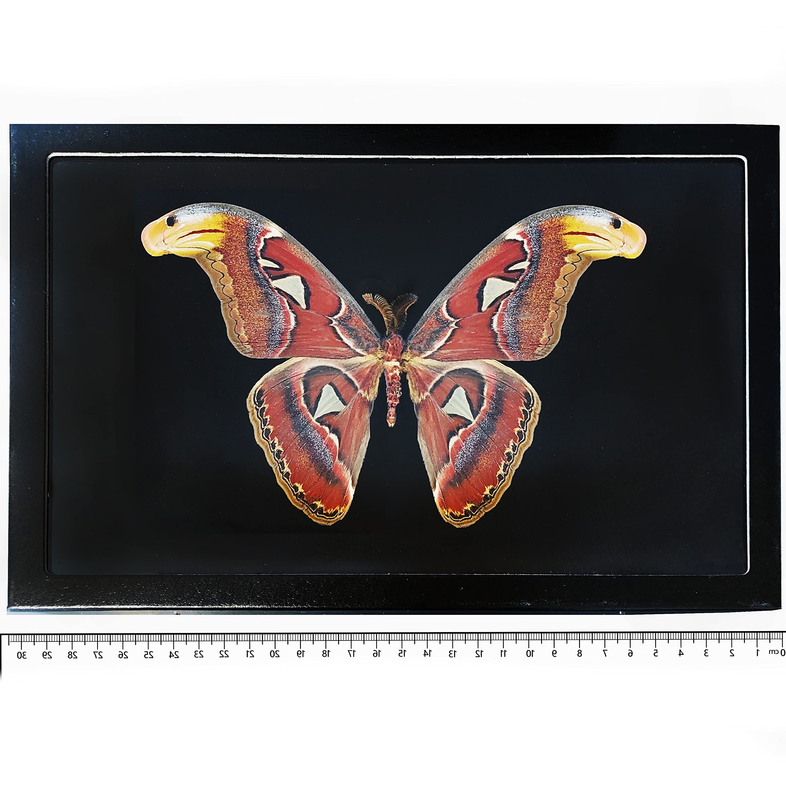 BicBugs Attacus atlas MALE BLACK BACKGROUND snake mimic saturn moth Indonesia FRAMED