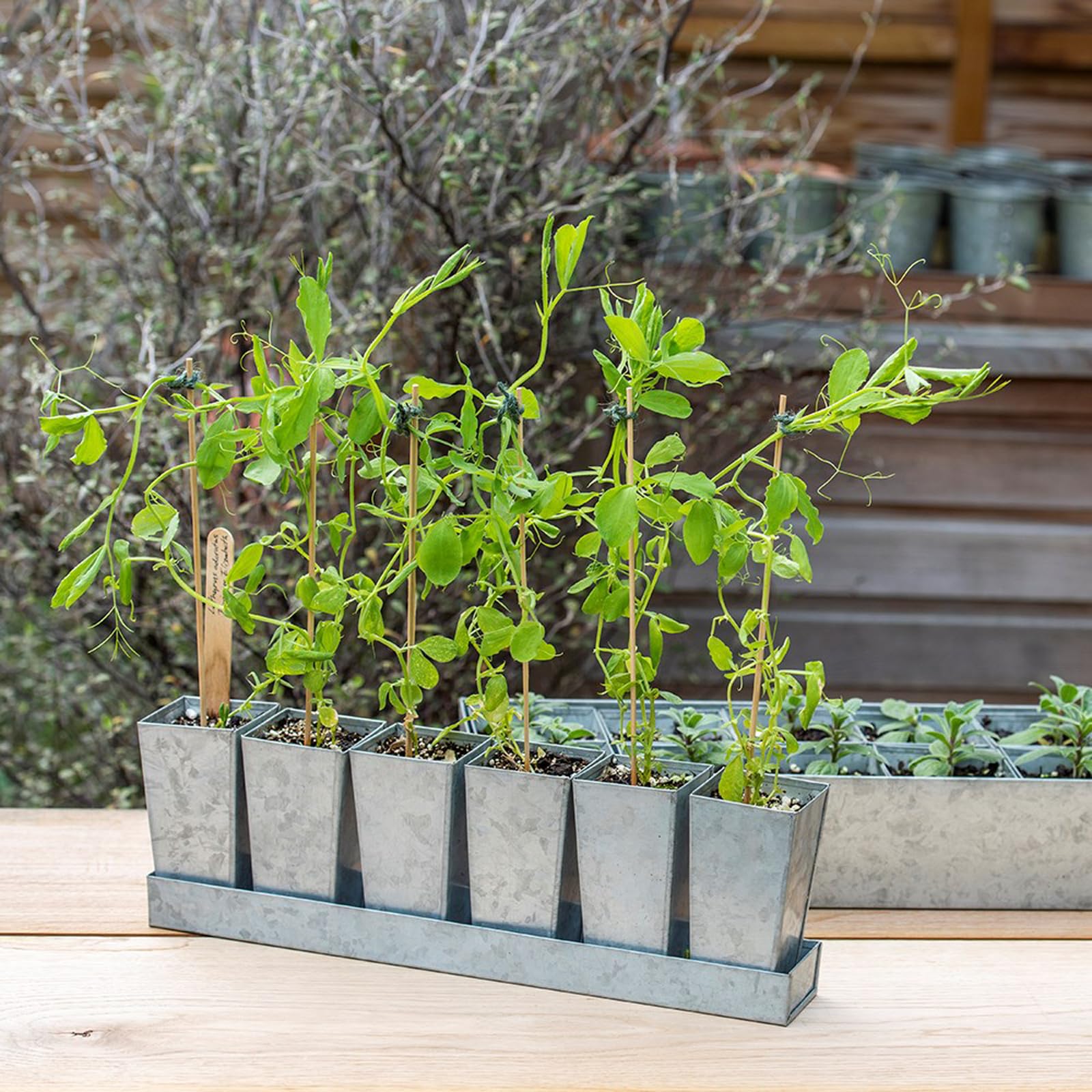 Crocus Collection Set of 6 Metal Galvanised Grow Pod Tall Planters Square Bottomless Pots in Low Rectangular Reservoir Tray