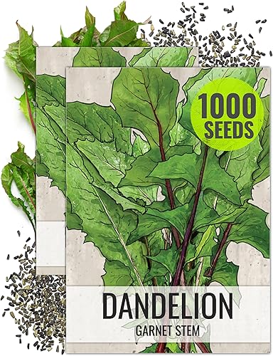 Seed Needs Semillas de diente de león de tallo de granate para plantar Cichorium intybus paquete doble de 500 semillas cada una reliquia sin OMG y