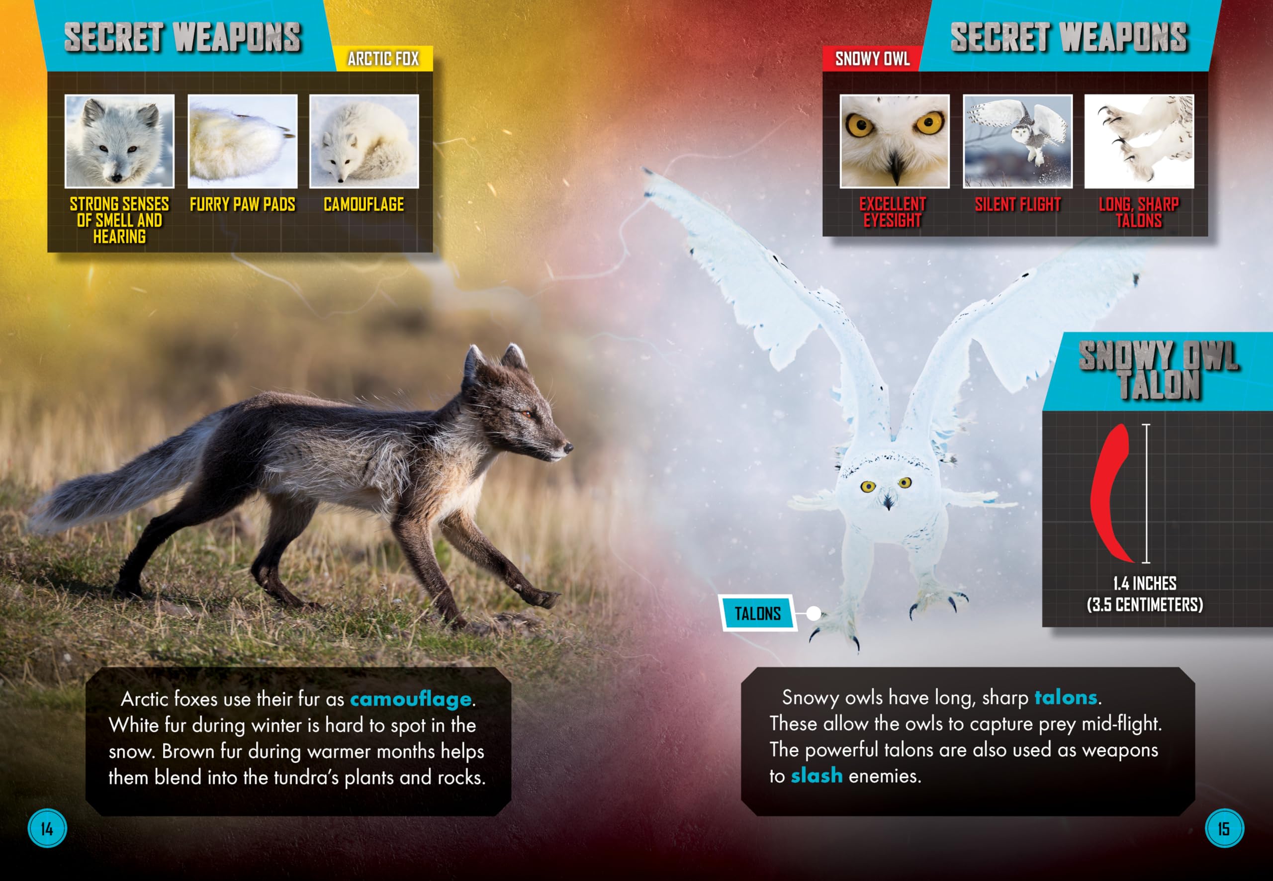 Arctic Fox Vs. Snowy Owl