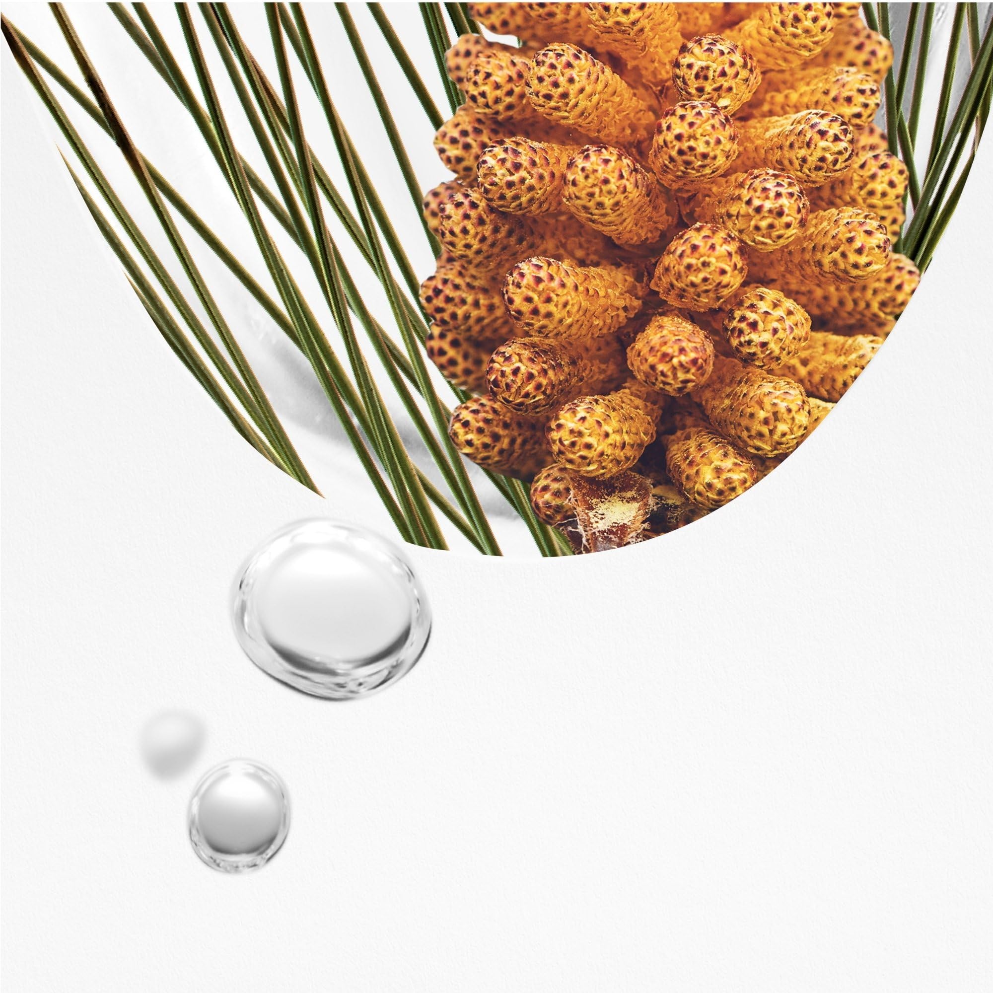 KORRES BLACK PINE PRIMUS crema notte rinnovatrice contro le rughe, per una pelle più tonica durante la notte, senza siliconi e parabeni, vegan, 40 ml