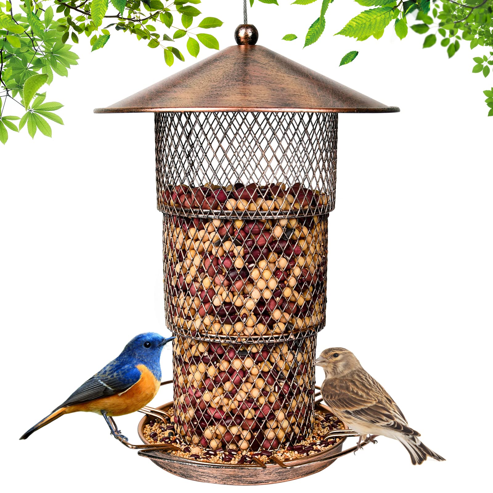 10 Best Unique Blackbird Bird Feeders for Your Garden Hummingbirds Plus