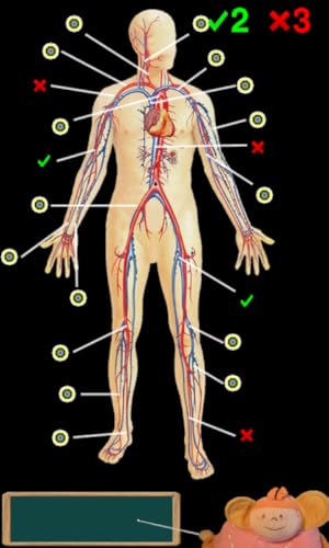 Anatomía divertida (Funny anatomy)