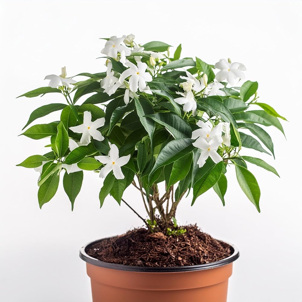 CAVORI 完売品 Jasmine Tops アイボリー CAVORI 完売品 Jasmine Tops アイボリー CAVORI 完売品 Jasmine Tops