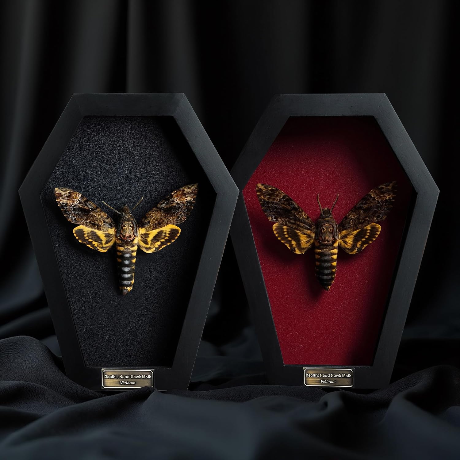 Real Death Head Moth Coffin Frame Taxidermy Skull Moth Bug Curiosities and Oddities Spread Preserved Spooky Gothic Decor for Home Black Shadow Box Artwork Collection Decoration CF18-01-DE-A9