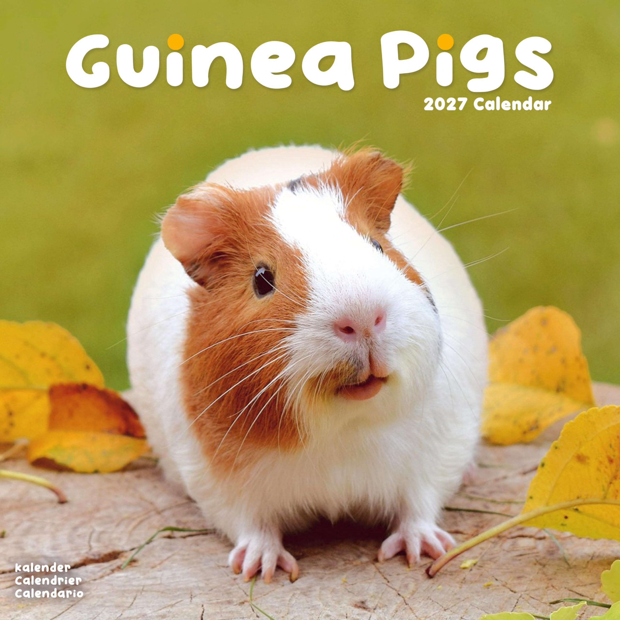 Guinea Pigs Calendar 2027, Wall Calendars, Month To View, Animals, Gift