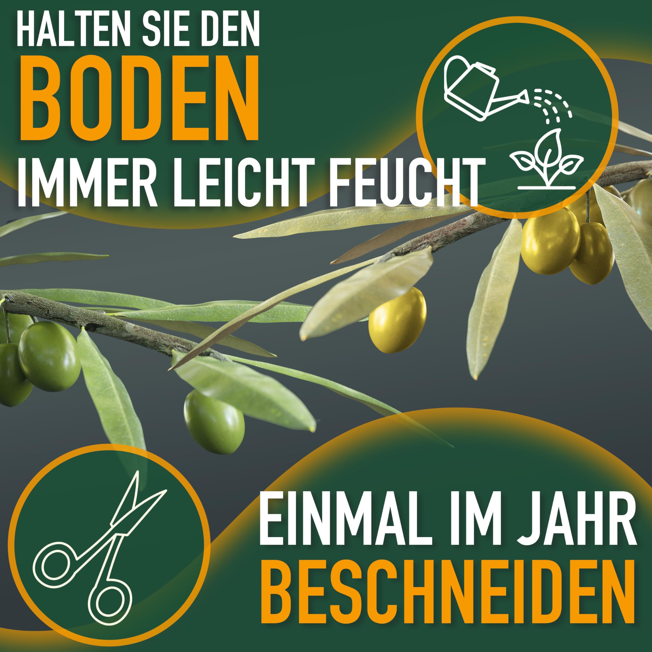 Olivenbaum Olea Europaea Strauchform Immergrün Winterhart bis -18°C ideal für Garten & Balkon