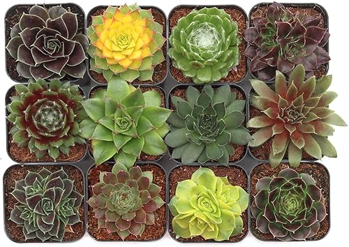 Mountain Crest Gardens Sempervivum - Paquete variado de suculentas  12 plantas de roseta vivas resistentes, sin repeticiones, enraizadas en macetas