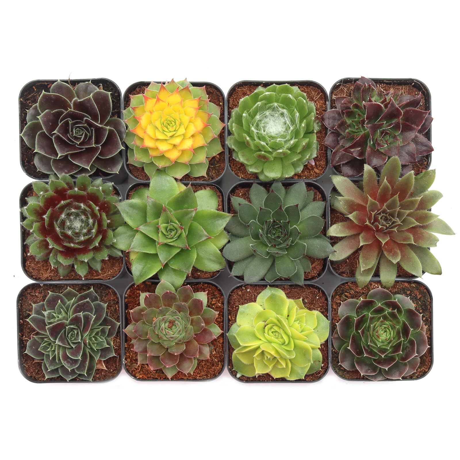 Mountain Crest Gardens Sempervivum Succulent Variety Pack