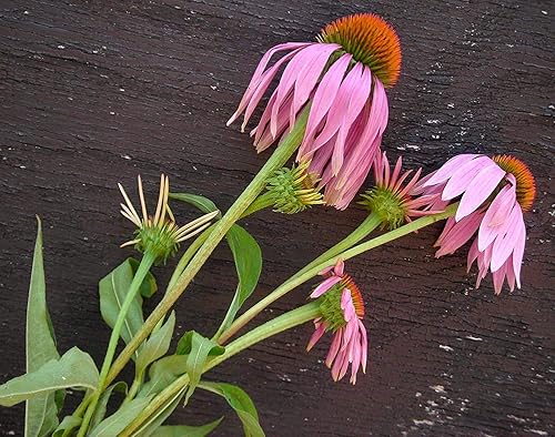 Miniatura 6 de Gaea's Blessing Semillas de equinácea morada (0.07 onzas) - Semillas de equinácea purpurea sin OMG con instrucciones de plantación fáciles de seguir