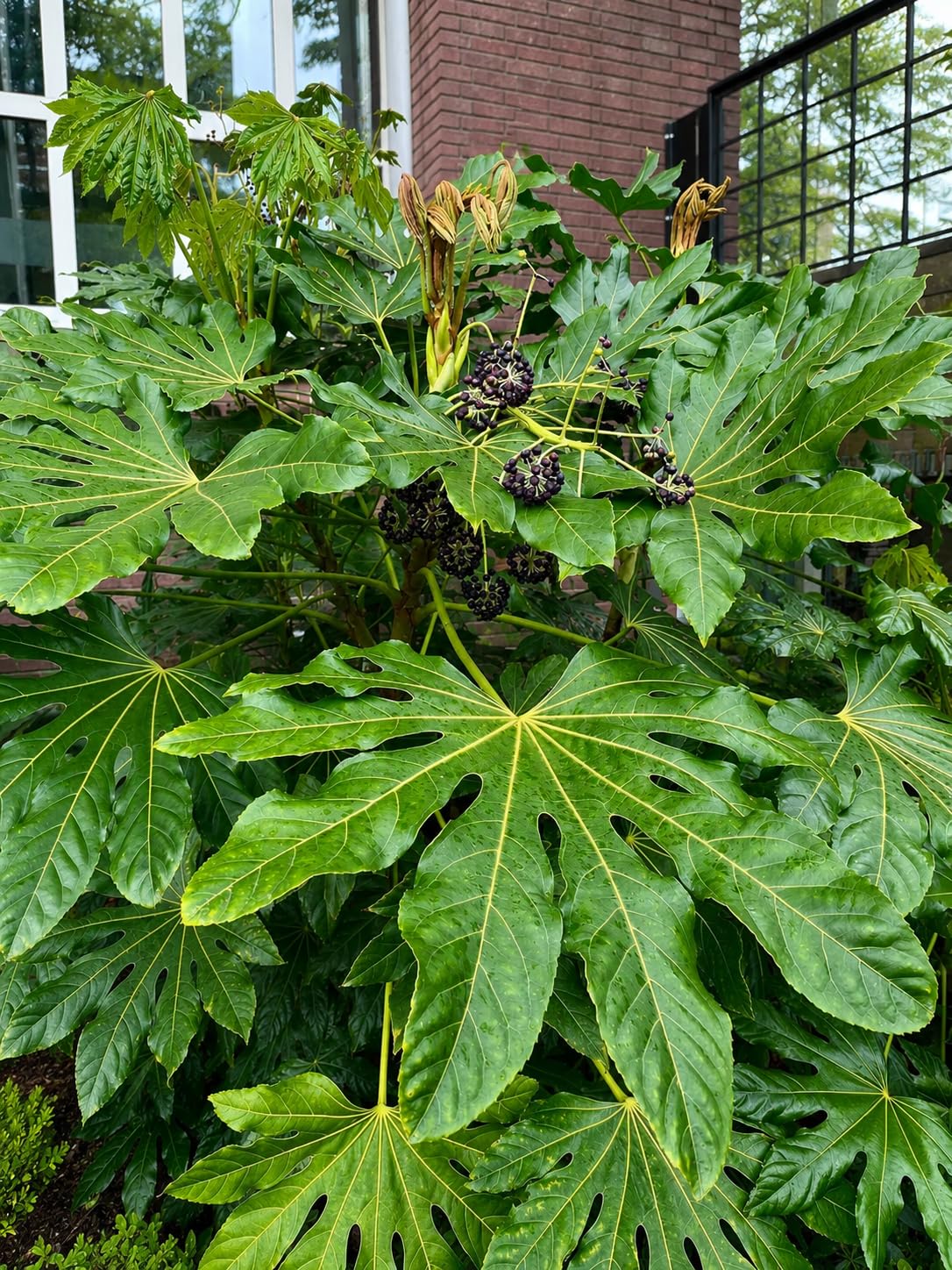 POWERS TO FLOWERS - FATSIA JAPONICA VASO 13 CM DIAMETRO, ARALIA, 2 PIANTE, piante vere