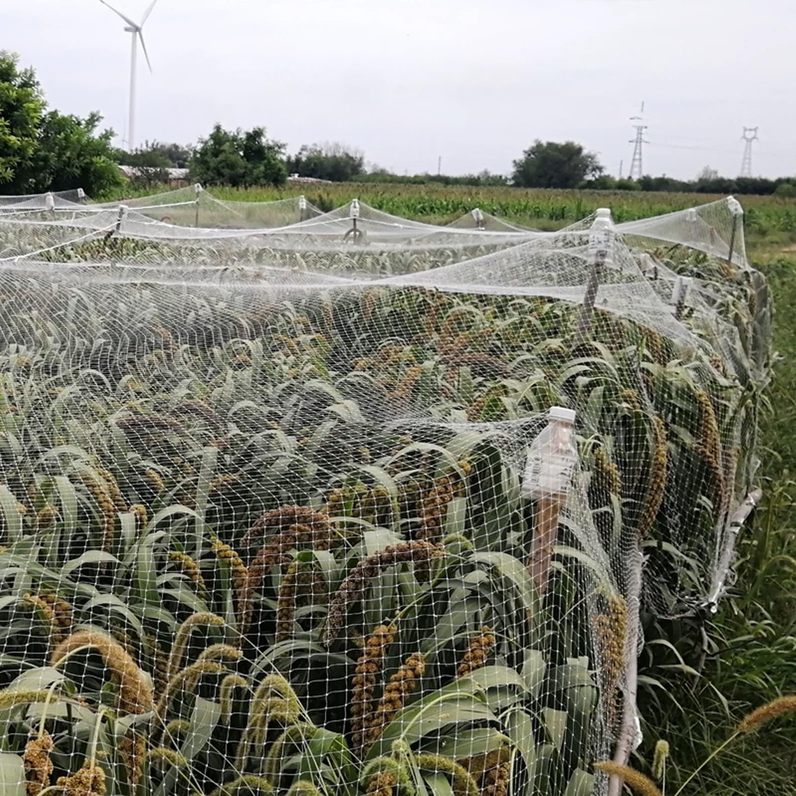 Rete per Uccelli Reti Anti-uccelli per La Protezione Degli Alberi da Frutto In Giardino, Reti per Cespugli di Mirtilli per Proteggere da Scoiattoli e Uccelli(25x20m/82x66ft)