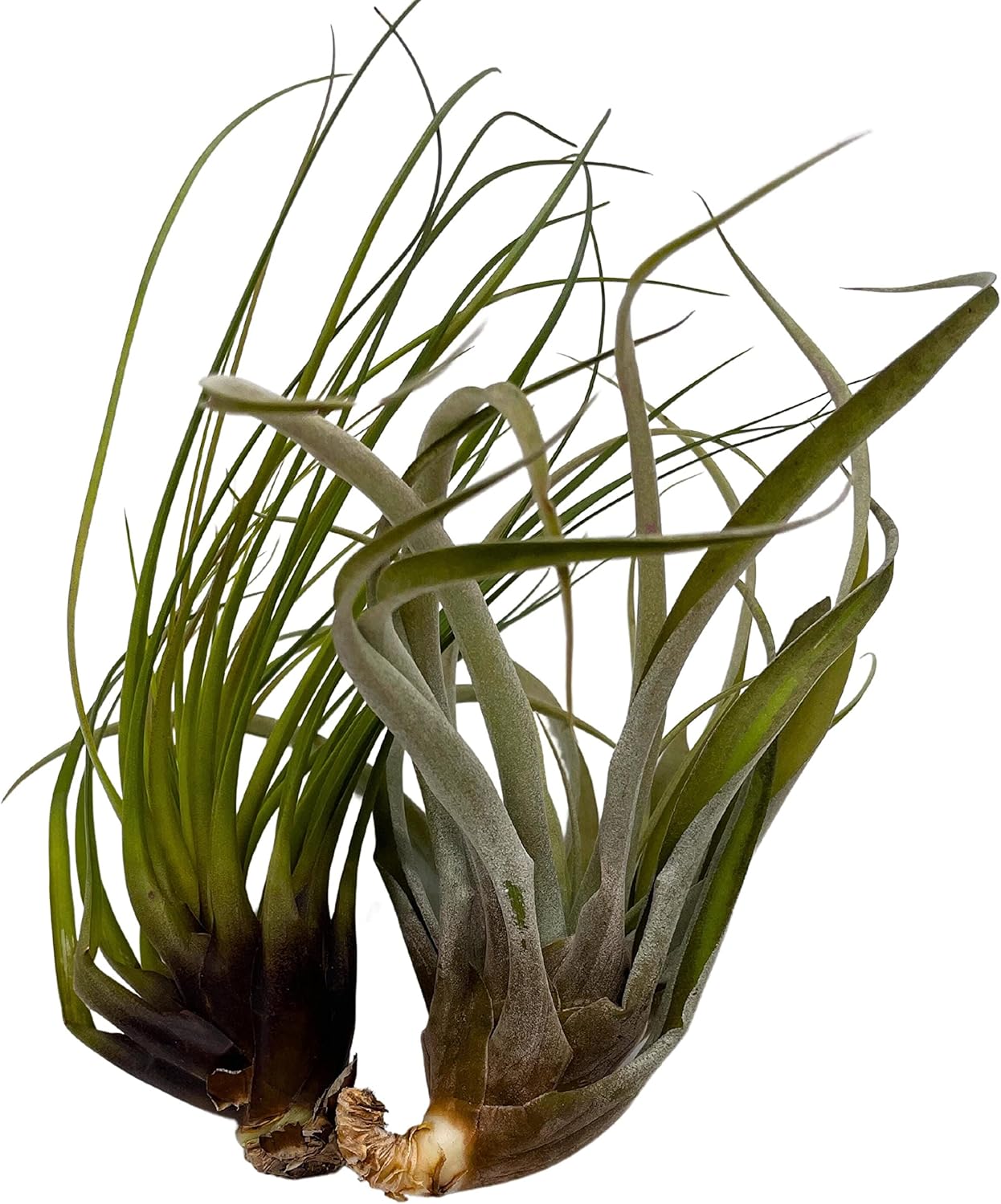 BubbleBlooms Large Tillandisa Assorment, Set of 2 Large-Sized Bare-Root airplants