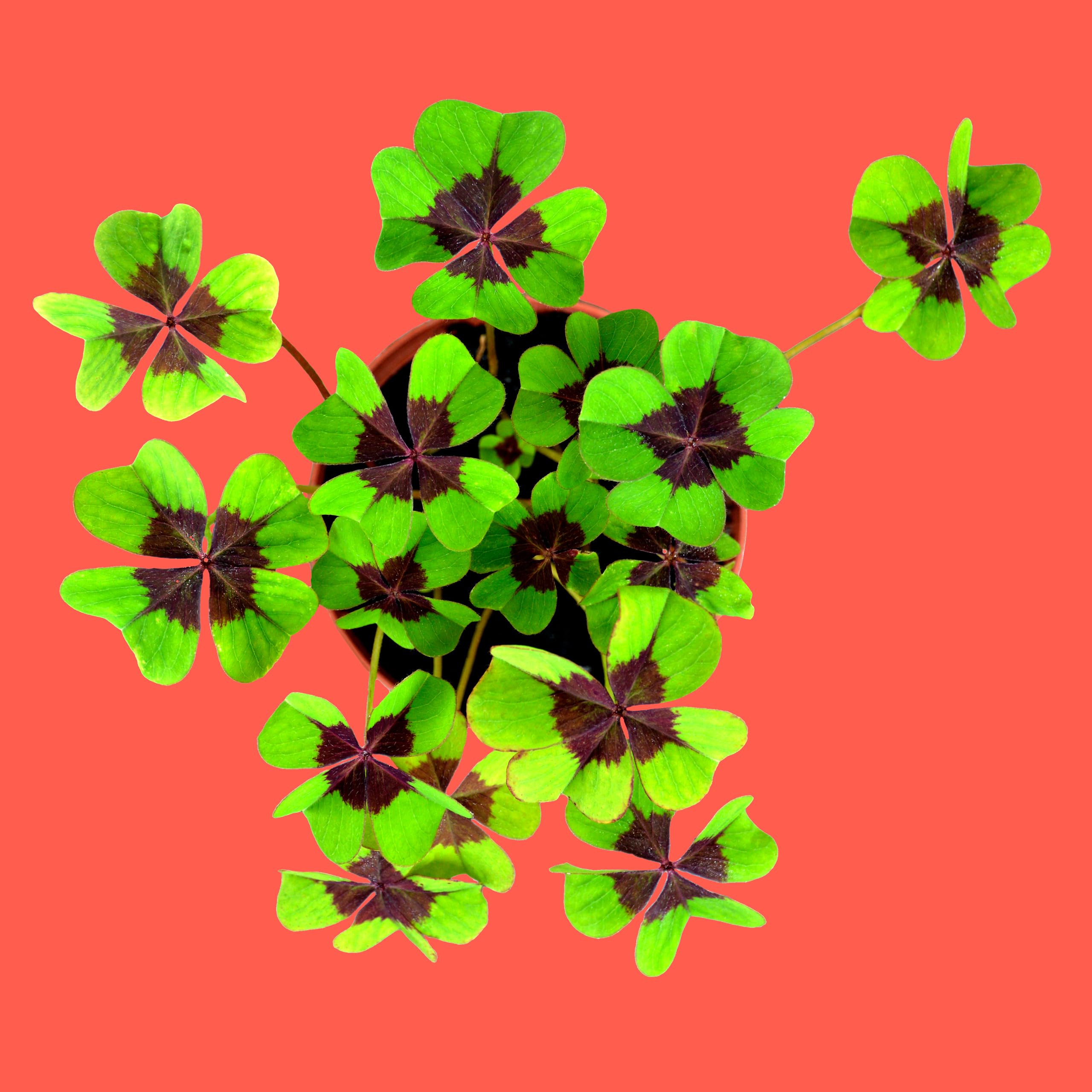 Bonne Chance - Kit de Culture Trèfle à 4 Feuilles Oxalis Deppei - Plante Naturelle de la Chance à Cultiver chez Soi – Amulette Vivante Facile à Cultiver – Cadeau Original Porte Chance – Resetea - 3