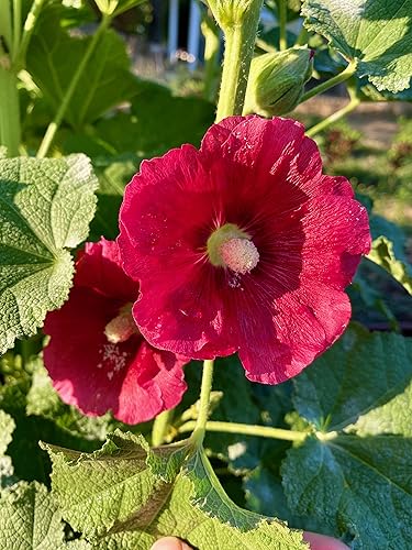 Miniatura 2 de Plant Good Seed Semillas de Hollyhock de color rosa oscuro, paquete de 30, semillas de reliquia para plantar flores, suministros de jardinería,