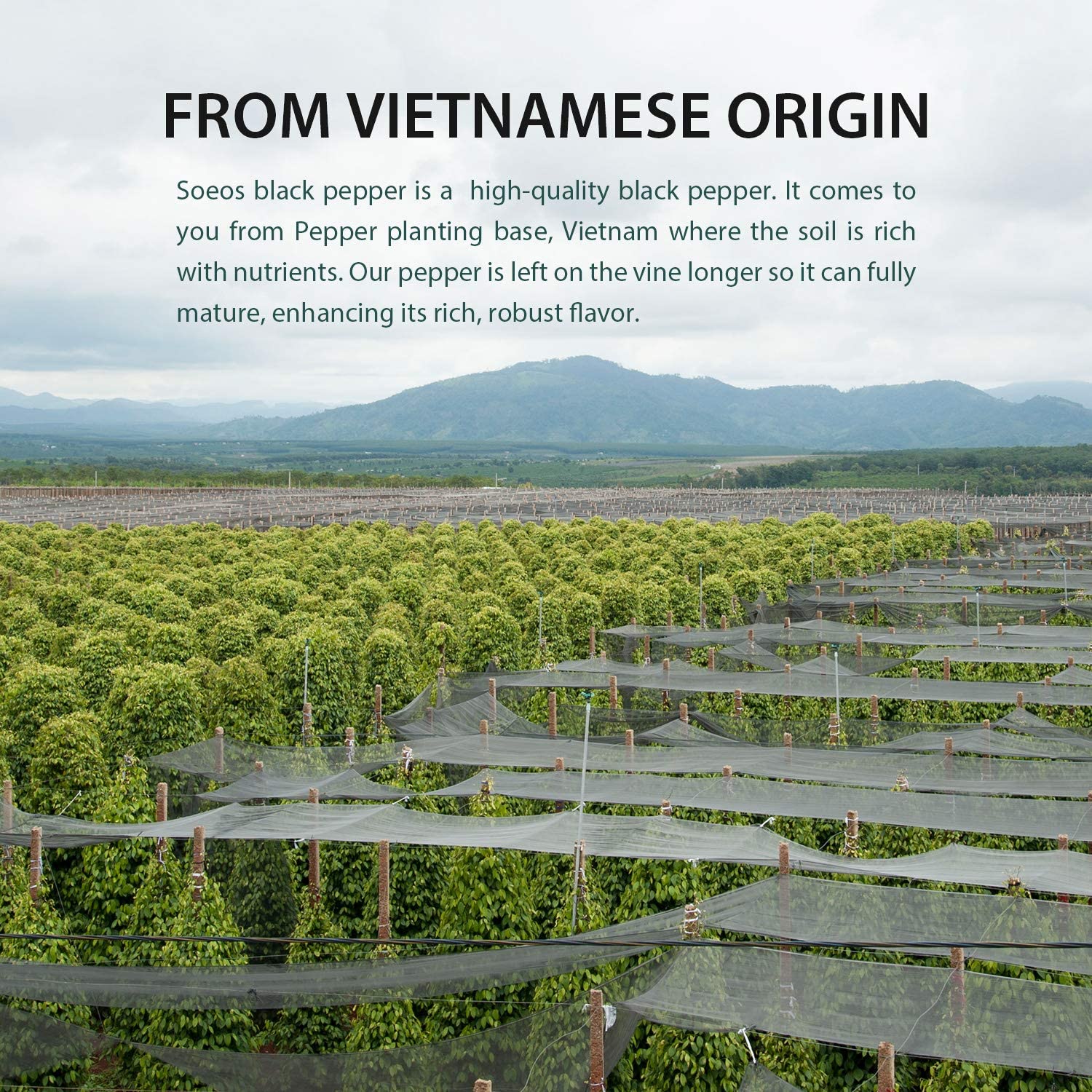 Soeos Whole Black Peppercorns 16 oz, whole peppercorn , NON-GMO Verified, Kosher, Grade AAA, Vacuum Sealed Package to Keep Peppers Fresh, Safe, and Better Taste, Black Peppercorns for Grinder/Pepper Mill Refill, Whole Black Peppercorns Peppercorn for Grinder Refill , Bulk Peppercorns, 16 Ounce : Grocery & Gourmet Food