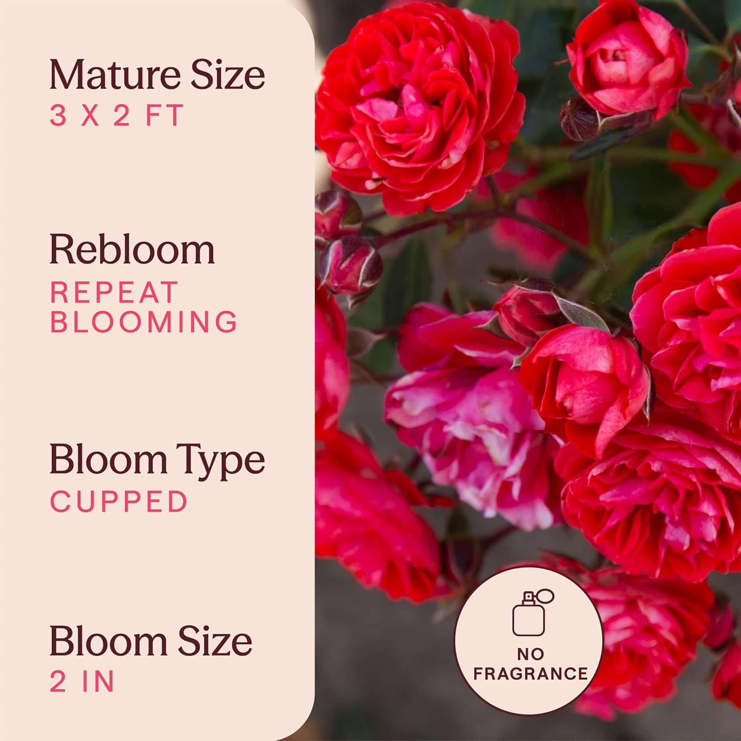 Heirloom Floribunda Roses, Live Own Root Plant for Outdoor Garden, Veranda® Brilliant™, No Fragrance, Hardiness Zones: 5-9, Repeat Blooming