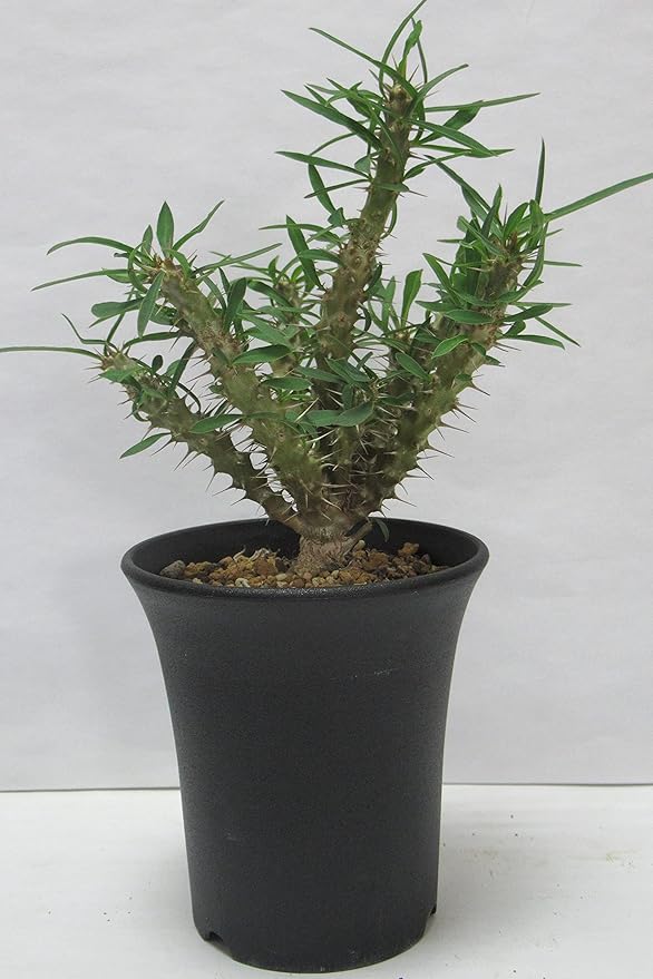 Amazon 多肉植物 ユーフォルビア 塊根花キリン ミリー ３号鉢 観葉植物 オンライン通販