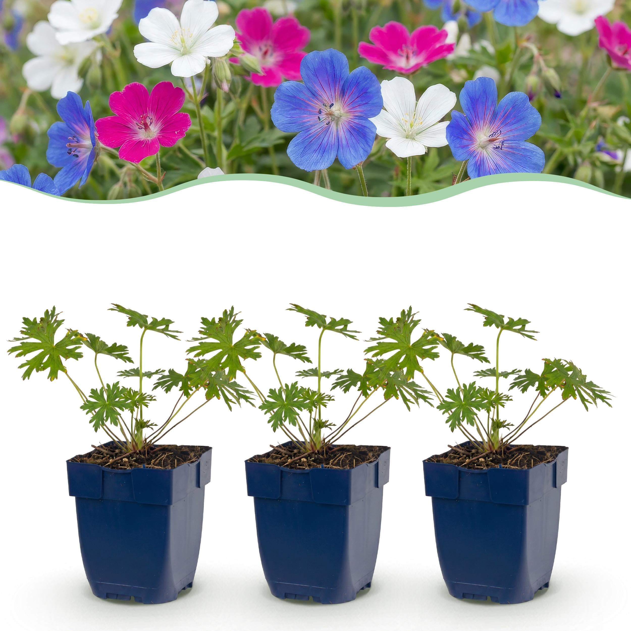 Géranium tricolore - Bec-de-cigogne - Couvre-sol - Violet - Rose - Blanc - 24 plants - 15-25cm - Ø11cm - Plante de jardin
