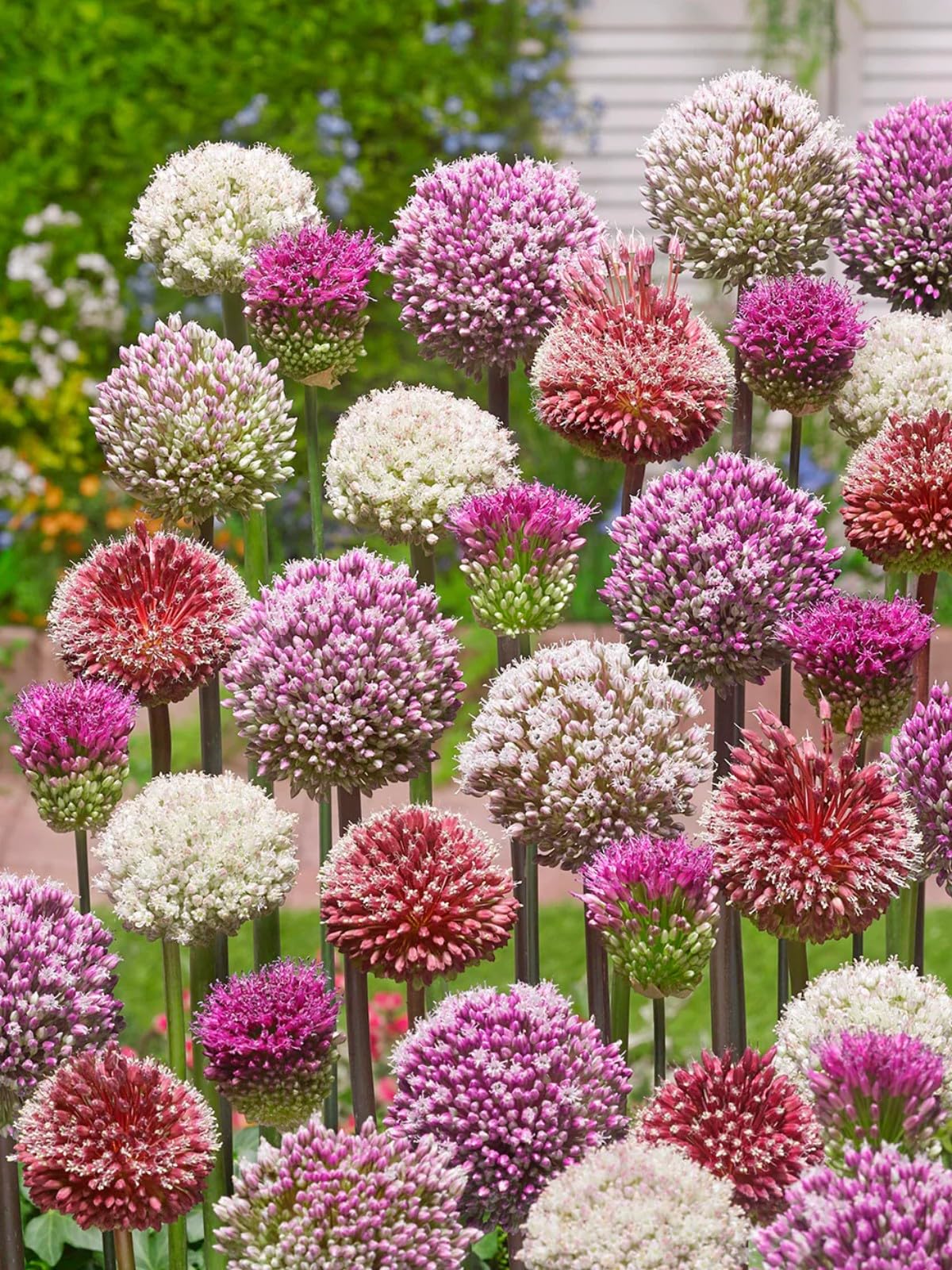 Stunning Allium Bulbs Mix for Planting Now UK/Cut Flowers/Good for Containers/Natural Organic/Greening Flower/Strong Plants That Grow Well/Wedding Flowers.-3bulbs-F