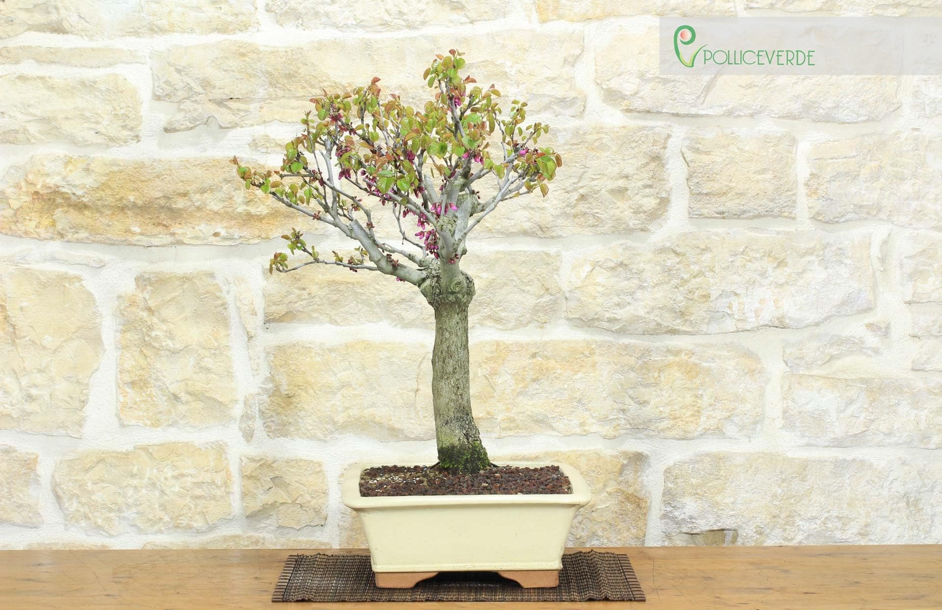 Cercis Bonsaï - Arbre de Judée (75)