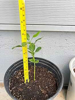 Milk‐tree♡ Amazon.com : Kaffir Lime Tree - Pot of 2 Starter Plants