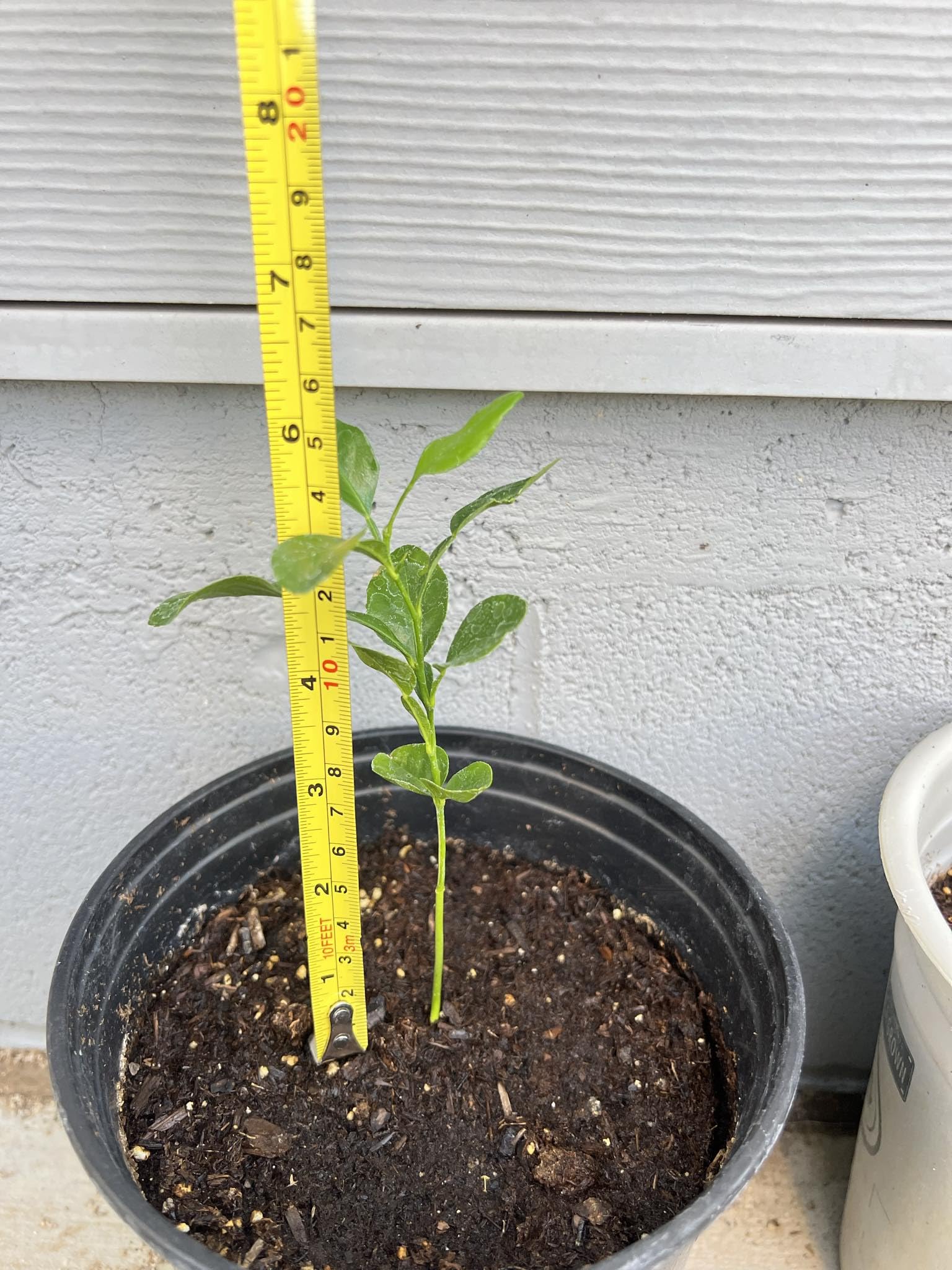 Miracle Thai Kaffir Lime Starter Kit