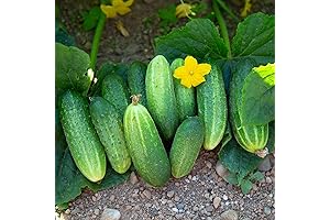 4 Green Cucumber Plants Live for Planting