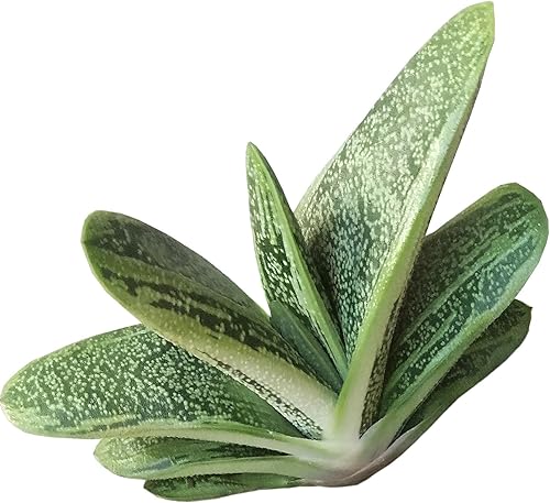 Miniatura 1 de Gasteria Little Warty (2 pulgadas)  Ideas únicas de regalo para suculentas  Suculentas vivas saludables totalmente arraigadas para decoración de