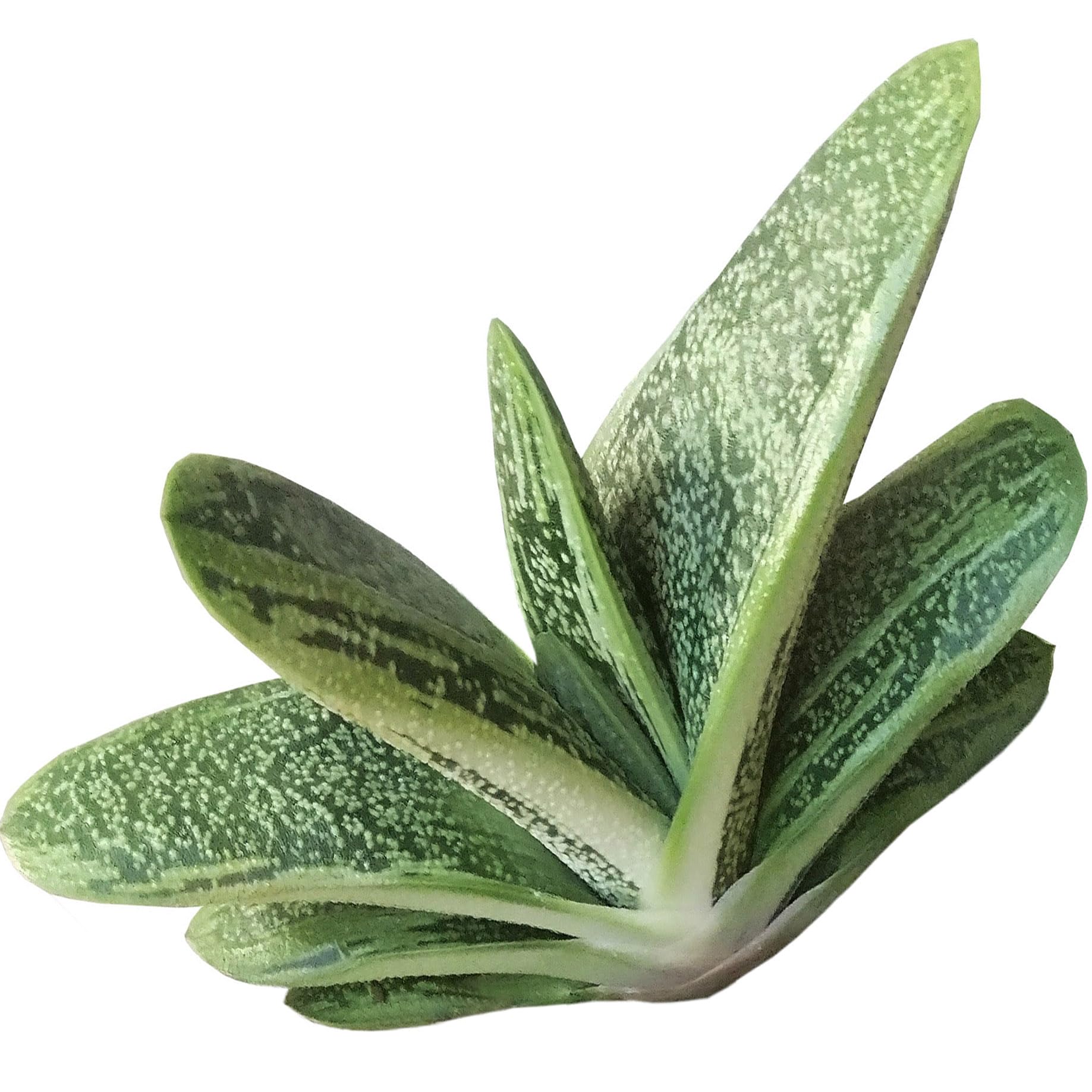 small leaf succulent plant #50 Echeveria Agavoides Red Tips main image 0