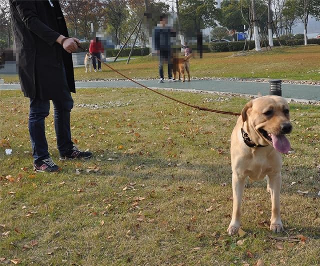 Foto 6 de 7 de Correa para perro de piel auténtica con doble asa