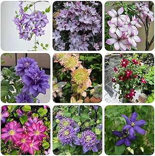 100 pcs Clematis Seeds Seeds Gardening Rare Clematis Vine Plant Flowers That Grow in Shade Easy to Survive Bonsai Pot Flower Seeds Rare Garden Ornamental Flowers Perennial Vine Seeds