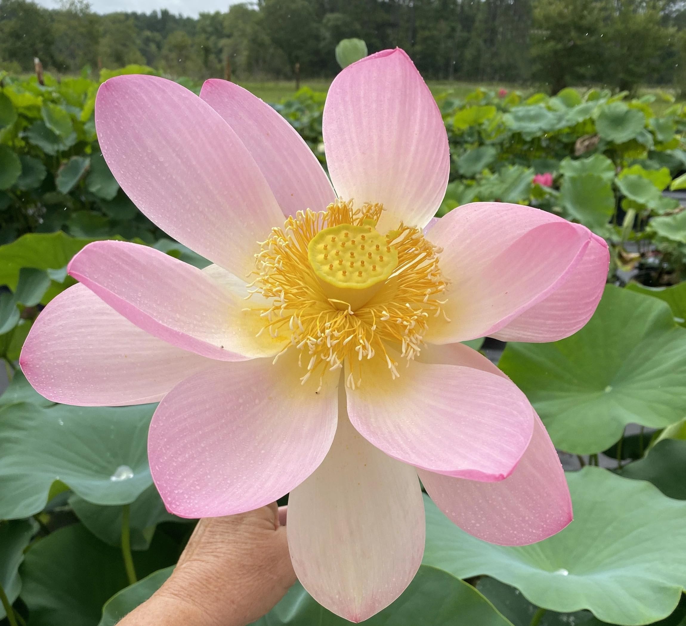 Red Lotus Plant - Blooms in 30 Days! -28