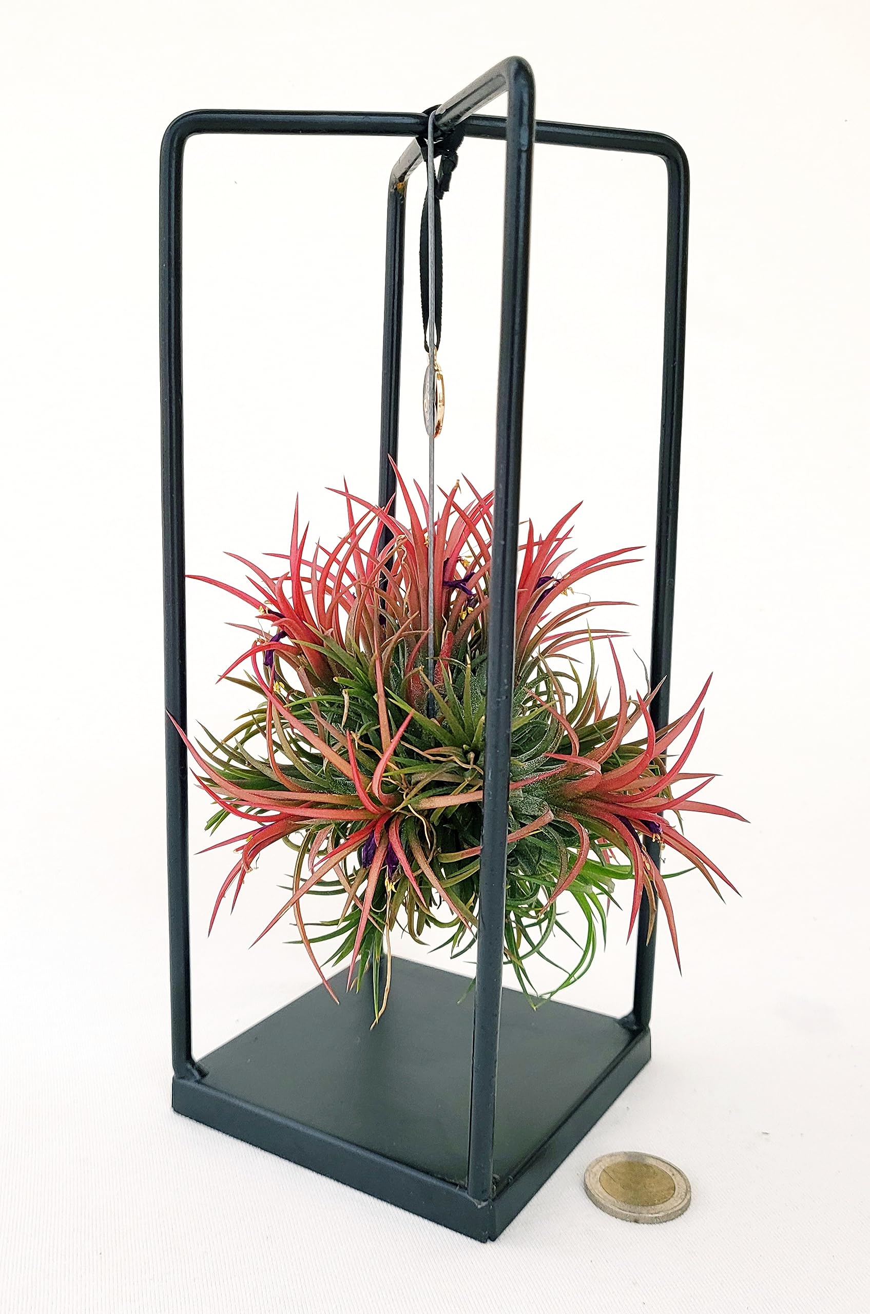 POWERS TO FLOWERS - TILLANDSIA DELL'ARIA MAGIC RED IN SUPPORTO FERRO, pianta vera