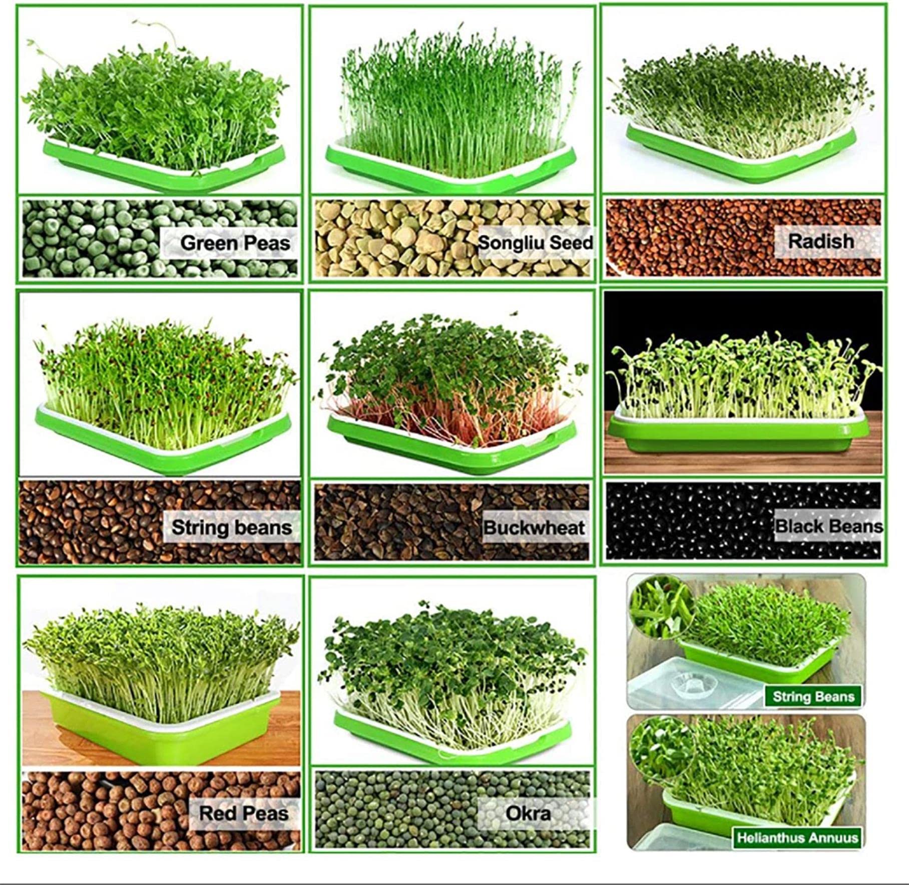 Bandeja De Germinación De Semillas De 4 Piezas, Bandeja De Germinación De Brotes De Soja, Kit De Germinación Cubierto, para La Germinación De Semillas Súper Pequeños Agujeros