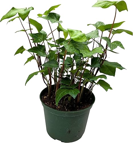 Miniatura 6 de BubbleBlooms Hiedra argelina, hiedra canaria, hiedra canaria, hiedra de Coney Island, hiedra de Madeira en maceta de 6 pulgadas