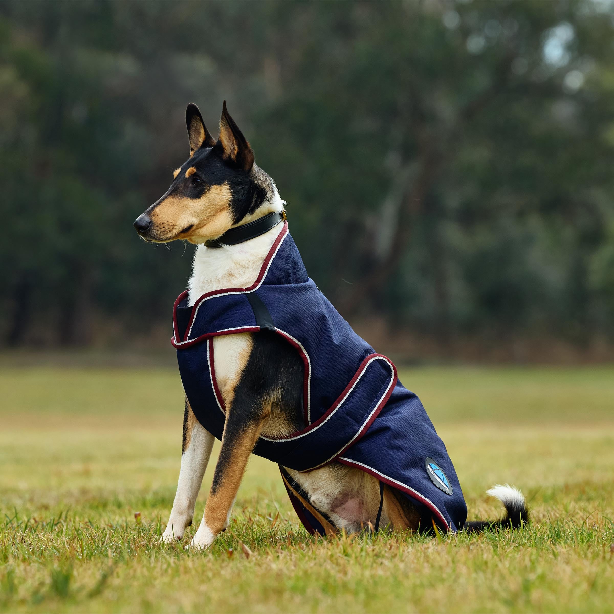 WeatherBeeta ComFiTec Premier Deluxe Hundemantel, wasserdicht, Marineblau/Burgunderrot, 60 cm