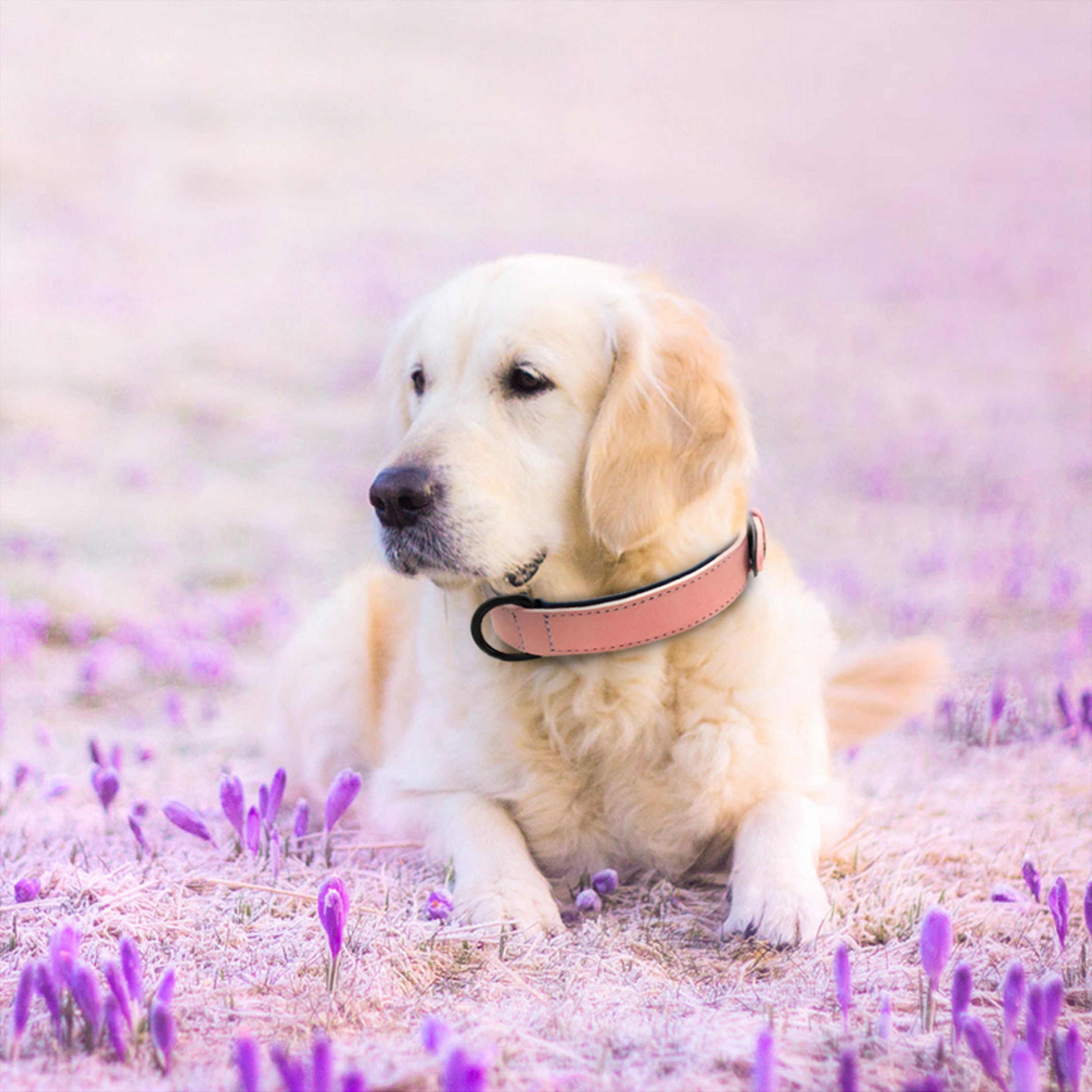 Didog Collier pour Chien en Cuir Rembourré Doux, Collier pour Chien en Cuir Respirant et Robuste avec Boucle Réglable en Métal Antirouille pour Petits Moyens Grands Chiens, Rose, L