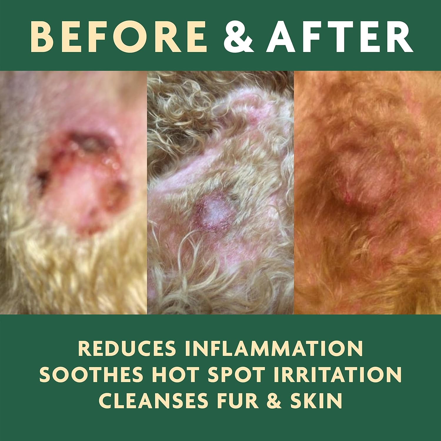 Top 97+ Pictures Pictures Of Rashes From Cats Updated